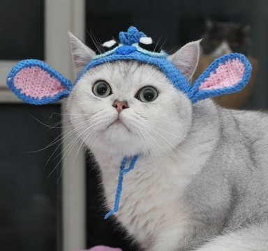 猫咪帽子 猫咪帽子