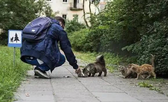 喂流浪猫的注意事项，每个喂养者都是天使