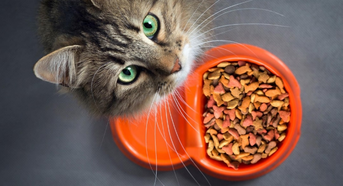 关于猫粮分类：不同的猫粮有什么区别？