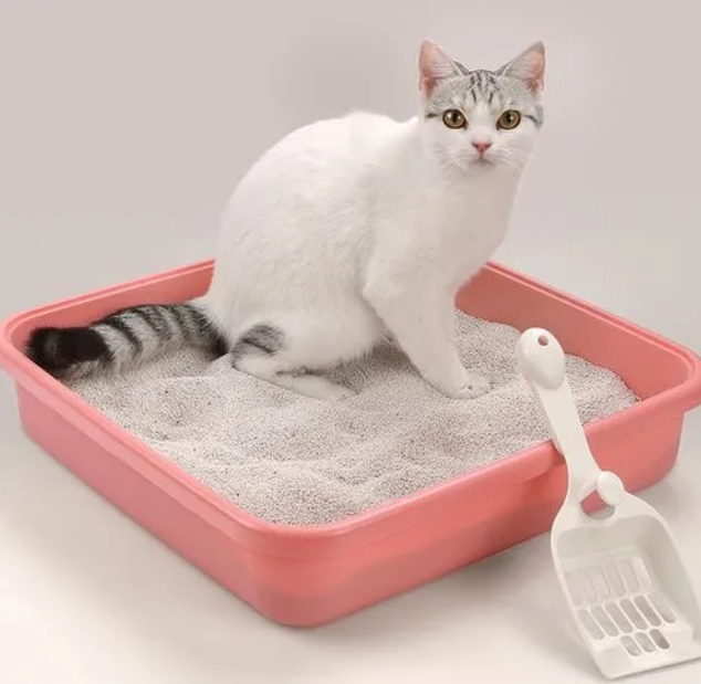 选择猫砂的注意事项，怎么选择猫砂，铲屎官必须了解