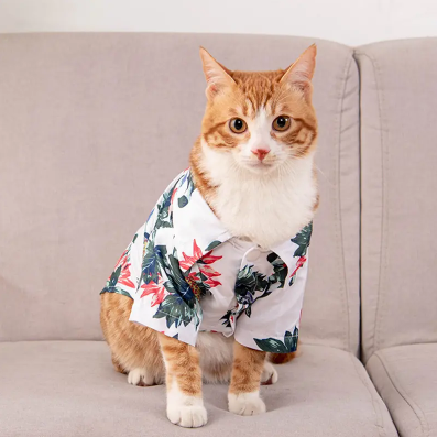 2023年最流行的猫咪服饰有哪些？来看看哪款适合你的宠物吧