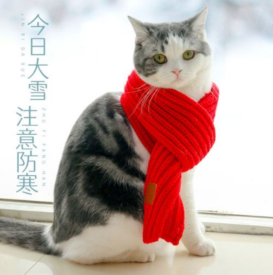 猫咪围巾